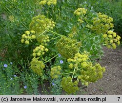 Levisticum officinale (lubczyk ogrodowy)