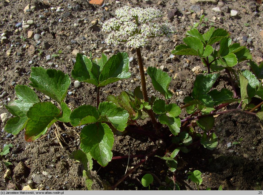 Ligusticum scoticum