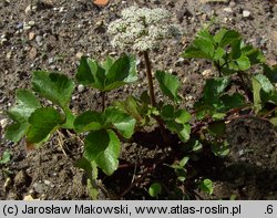 Ligusticum scoticum