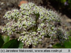 Ligusticum scoticum