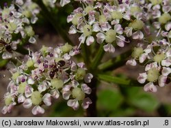 Ligusticum scoticum