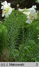 Lilium regale (lilia królewska)