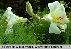 Lilium regale (lilia królewska)