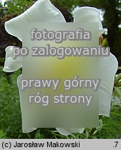 Lilium regale (lilia królewska)
