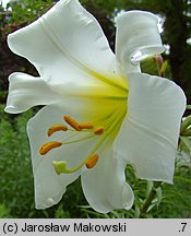 Lilium regale (lilia królewska)