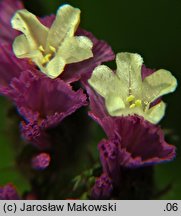 Limonium sinuatum (zatrwian wrębny)