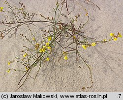 Linaria loeselii