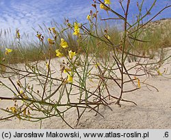 Linaria loeselii