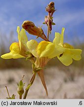 Linaria loeselii