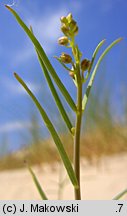 Linaria loeselii