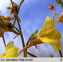 Linaria loeselii