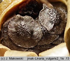 Linaria vulgaris (lnica pospolita)