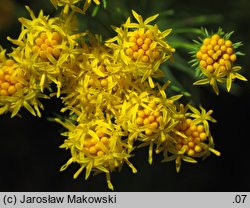 Linosyris vulgaris (ożota zwyczajna)