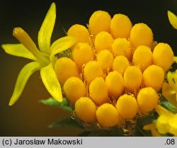 Linosyris vulgaris (ożota zwyczajna)