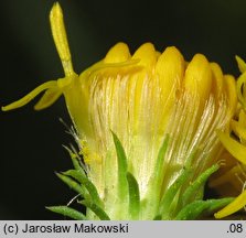 Linosyris vulgaris (ożota zwyczajna)