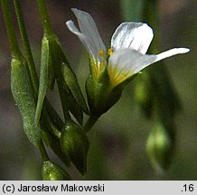 Linum catharticum (len przeczyszczający)