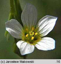 Linum catharticum (len przeczyszczający)