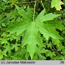 Liquidambar orientalis (ambrowiec wschodni)