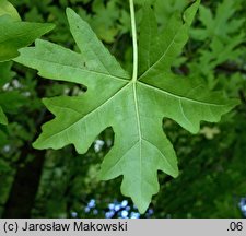 Liquidambar orientalis (ambrowiec wschodni)