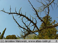 Liquidambar styraciflua (ambrowiec amerykański)