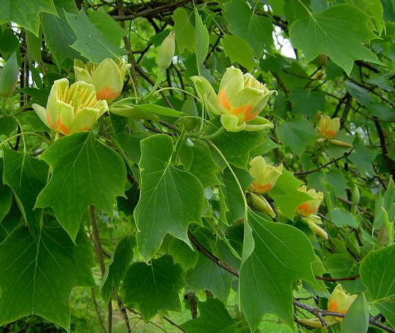 Liriodendron tulipifera