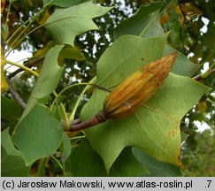 Liriodendron tulipifera (tulipanowiec amerykański)