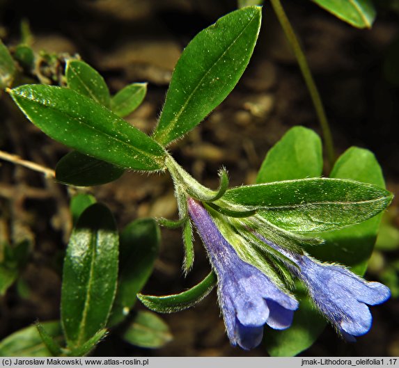 Lithodora oleifolia (litodora oliwkolistna)