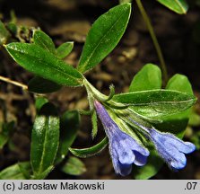 Lithodora oleifolia (litodora oliwkolistna)