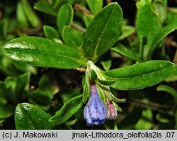 Lithodora oleifolia (litodora oliwkolistna)