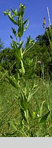 Lithospermum officinale (nawrot lekarski)