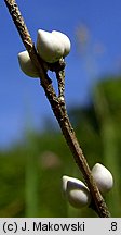 Lithospermum officinale (nawrot lekarski)