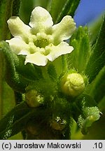 Lithospermum officinale (nawrot lekarski)