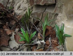 Lithospermum purpurocaeruleum (nawrot czerwonobłękitny)