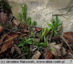 Lithospermum purpurocaeruleum (nawrot czerwonobłękitny)