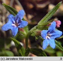 Lithospermum purpurocaeruleum (nawrot czerwonobłękitny)