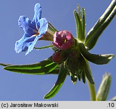 Lithospermum purpurocaeruleum (nawrot czerwonobłękitny)