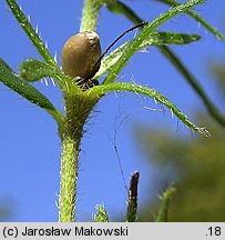 Lithospermum purpurocaeruleum (nawrot czerwonobłękitny)