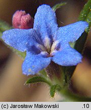 Lithospermum purpurocaeruleum (nawrot czerwonobłękitny)