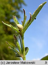 Lithospermum purpurocaeruleum (nawrot czerwonobłękitny)