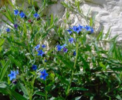 Lithospermum purpurocaeruleum (nawrot czerwonobłękitny)