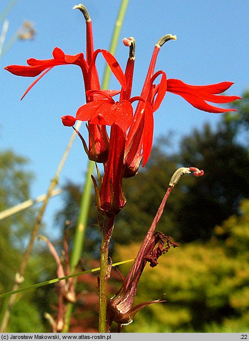 Lobelia cardinalis (lobelia szkarłatna)