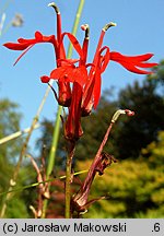 Lobelia cardinalis (lobelia szkarłatna)