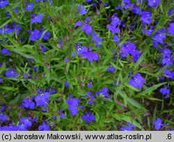 Lobelia erinus (lobelia przylądkowa)