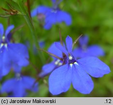 Lobelia erinus (lobelia przylądkowa)