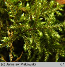 Loeskeobryum brevirostre (gajniczek krótkodzióbkowy)