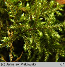 Loeskeobryum brevirostre (gajniczek krótkodzióbkowy)