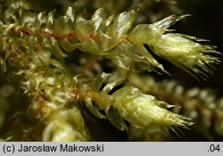 Loeskeobryum brevirostre (gajniczek krótkodzióbkowy)