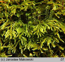 Loeskeobryum brevirostre (gajniczek krótkodzióbkowy)