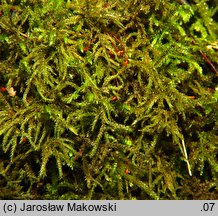 Loeskeobryum brevirostre (gajniczek krótkodzióbkowy)