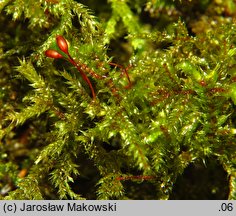 Loeskeobryum brevirostre (gajniczek krótkodzióbkowy)